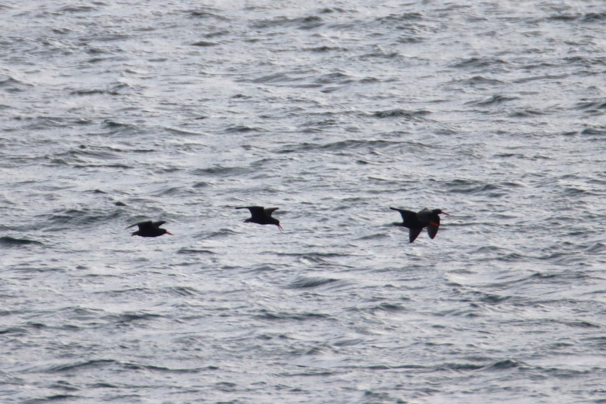 Black Oystercatcher - ML627998580