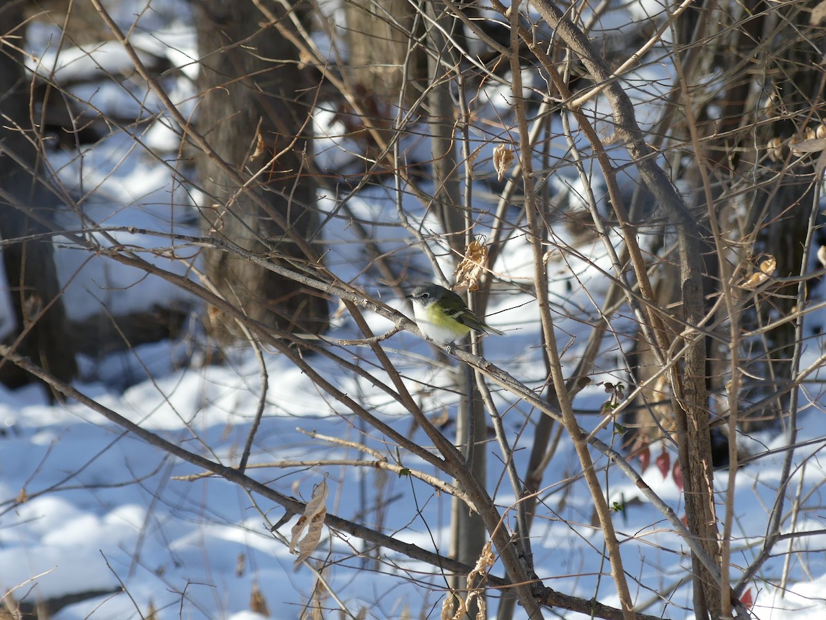 Vireo Solitario - ML627998585