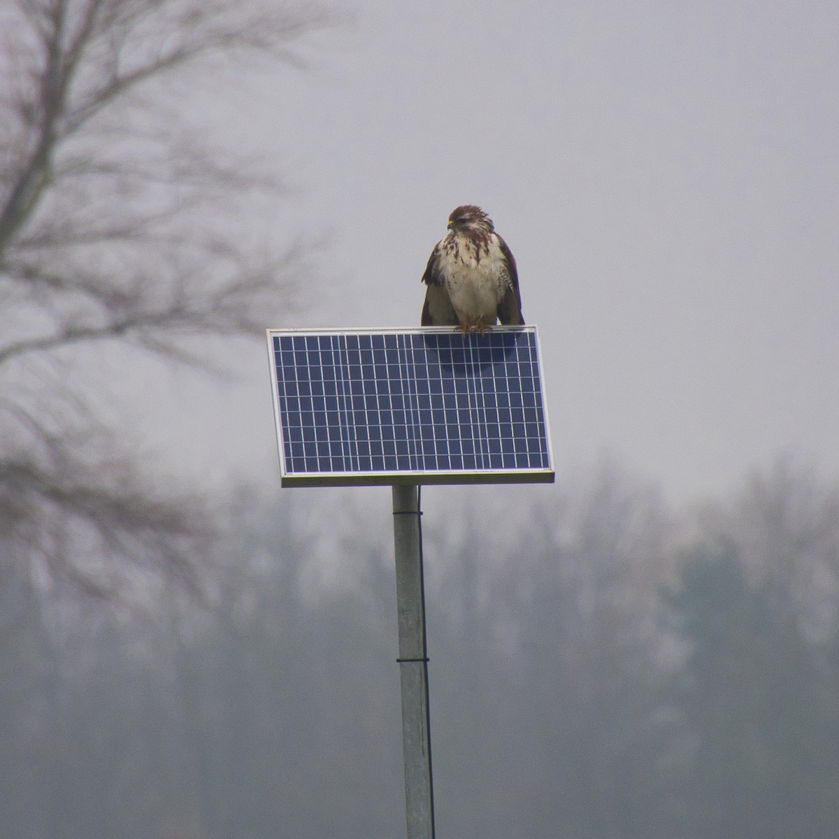 Common Buzzard - ML627998588