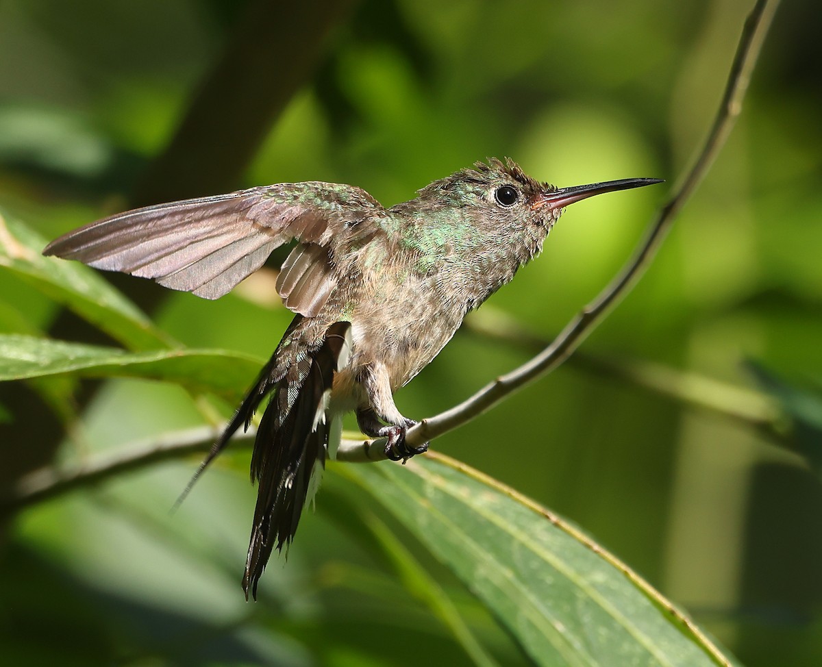 skjellbrystkolibri - ML627998609