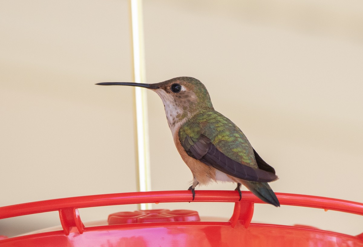 Rufous Hummingbird - ML627998625