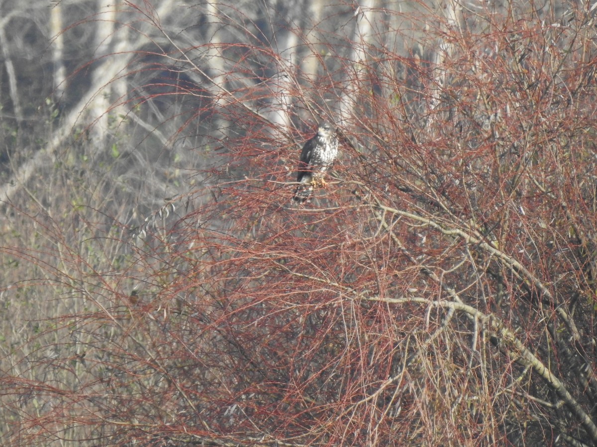 Common Buzzard - ML627998707