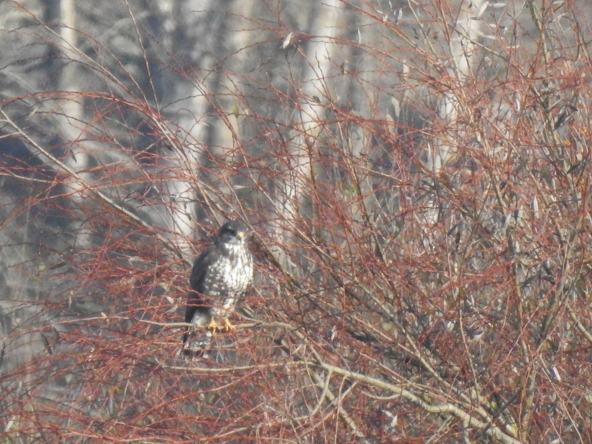 Common Buzzard - ML627998708