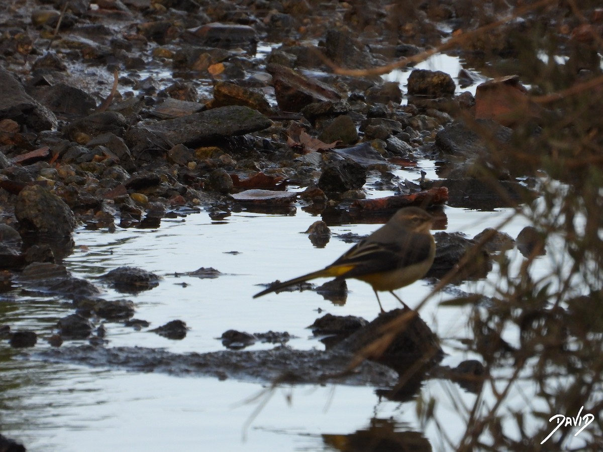 Gray Wagtail - ML627998808