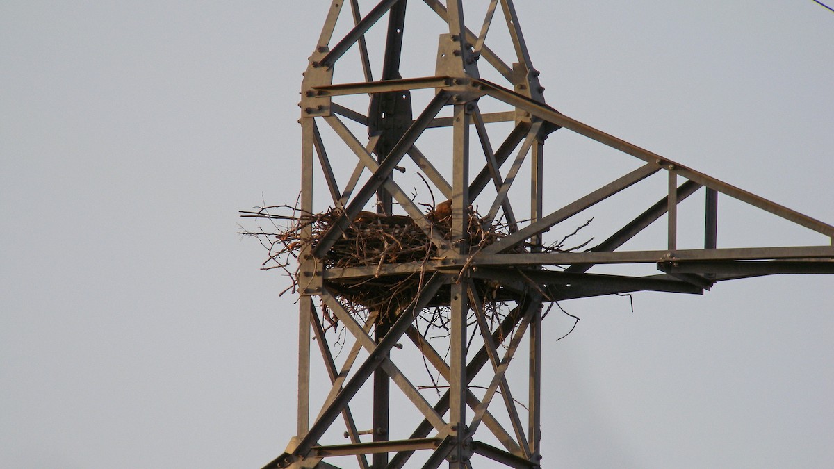 Tawny Eagle - ML627998845