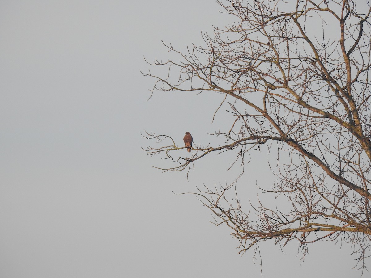 Common Buzzard - ML627998918