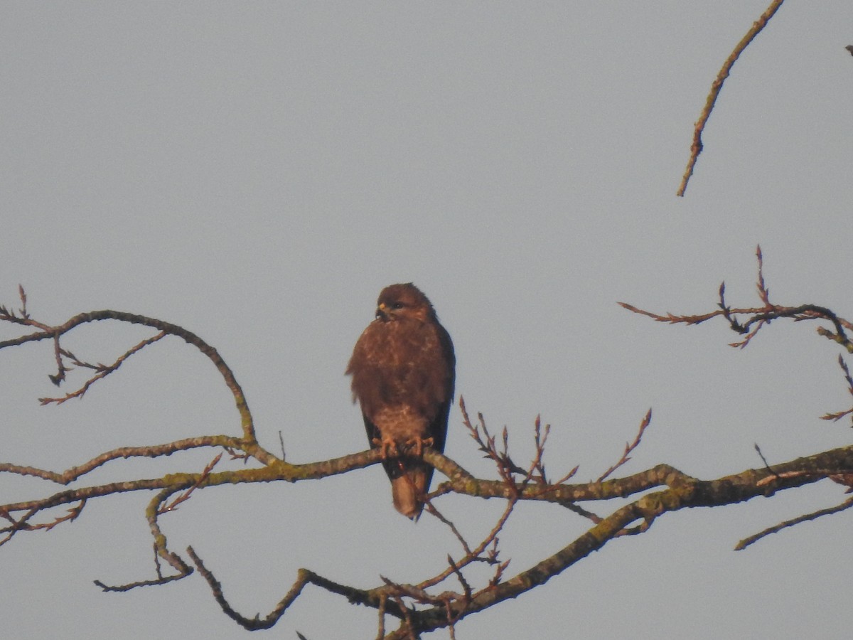 Common Buzzard - ML627998919