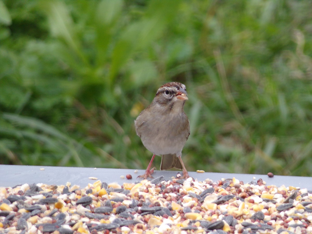 Chipping Sparrow - ML627998968