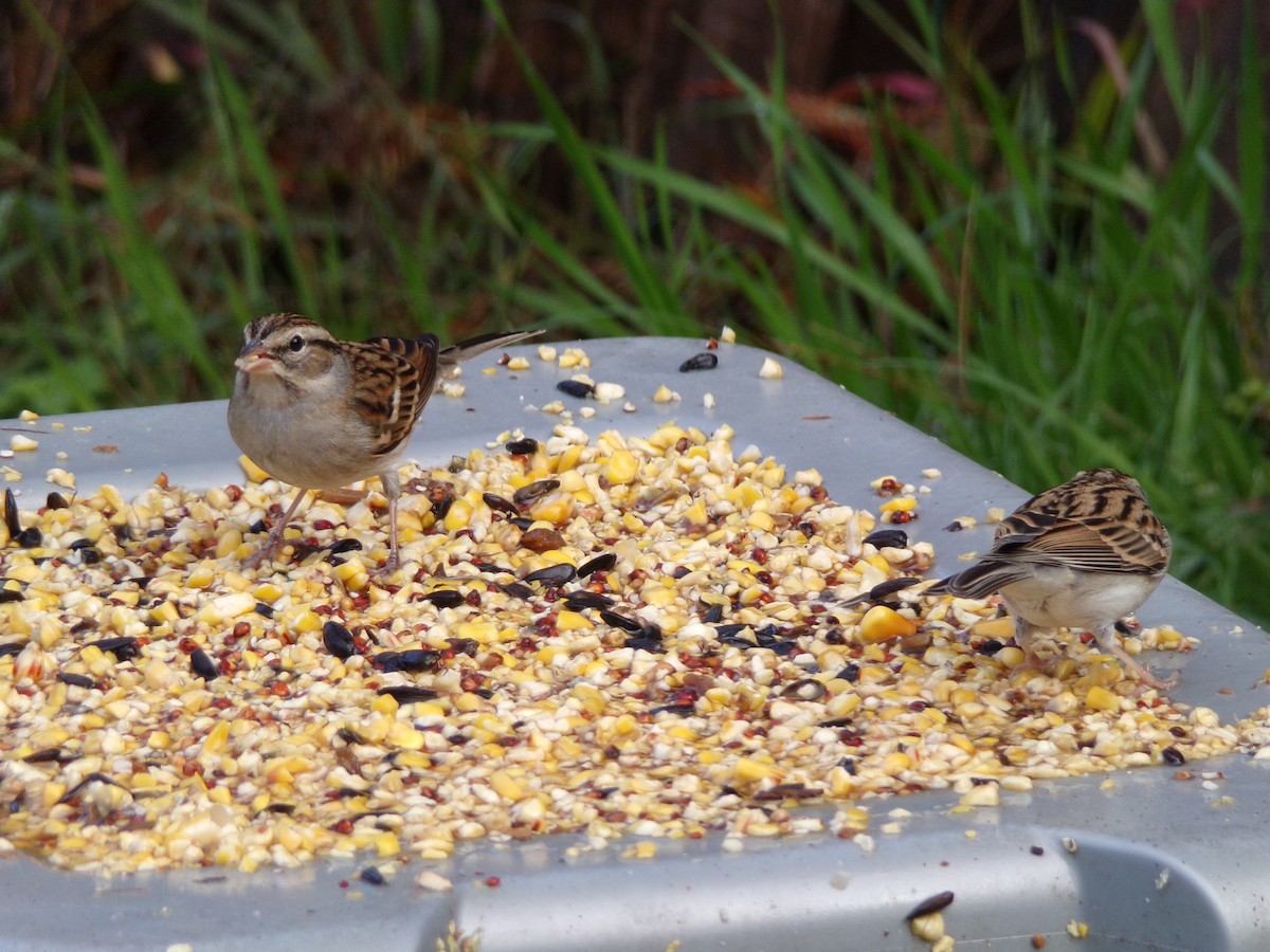 Chipping Sparrow - ML627998969