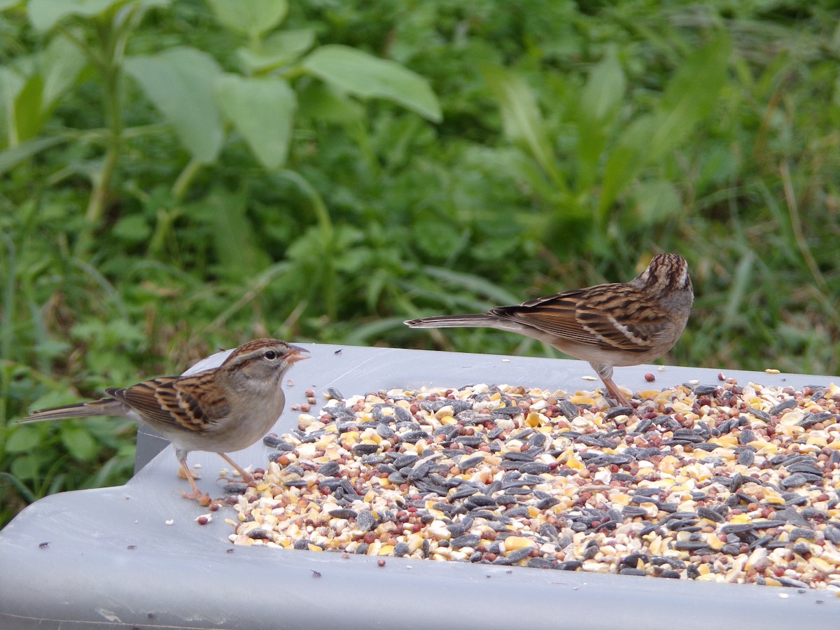 Chipping Sparrow - ML627998970