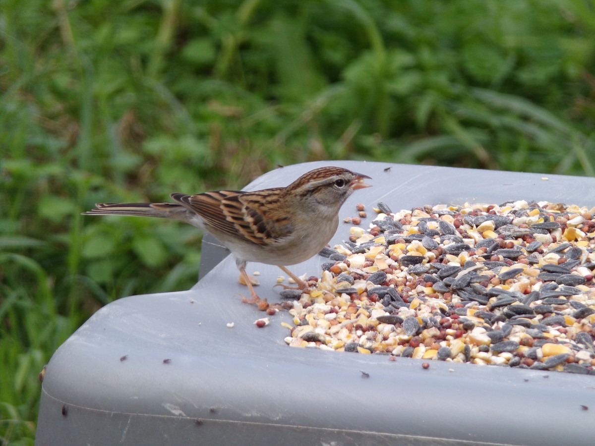 Chipping Sparrow - ML627998971