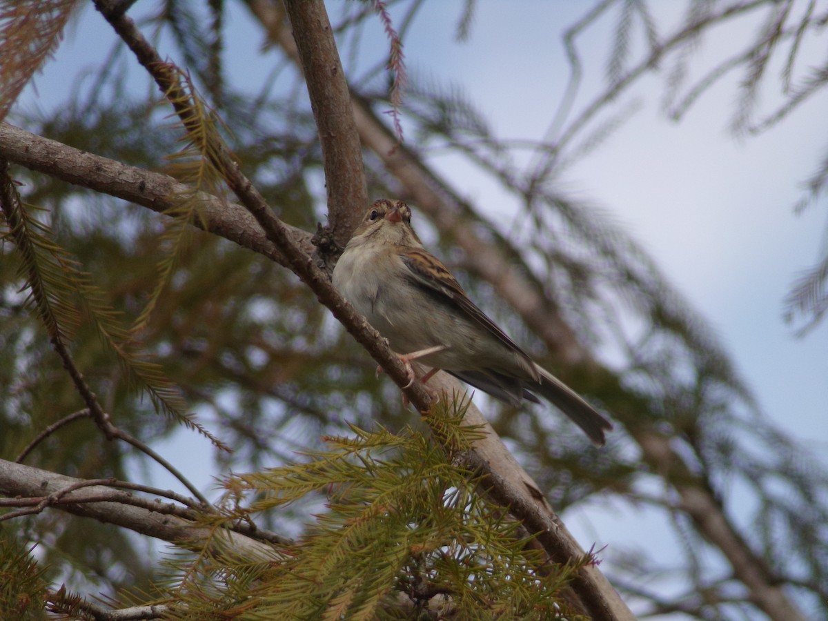 Chipping Sparrow - ML627998972