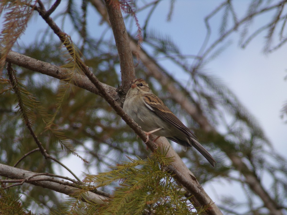 Chipping Sparrow - ML627998973