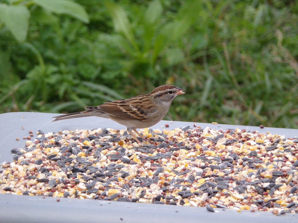 Chipping Sparrow - ML627998974