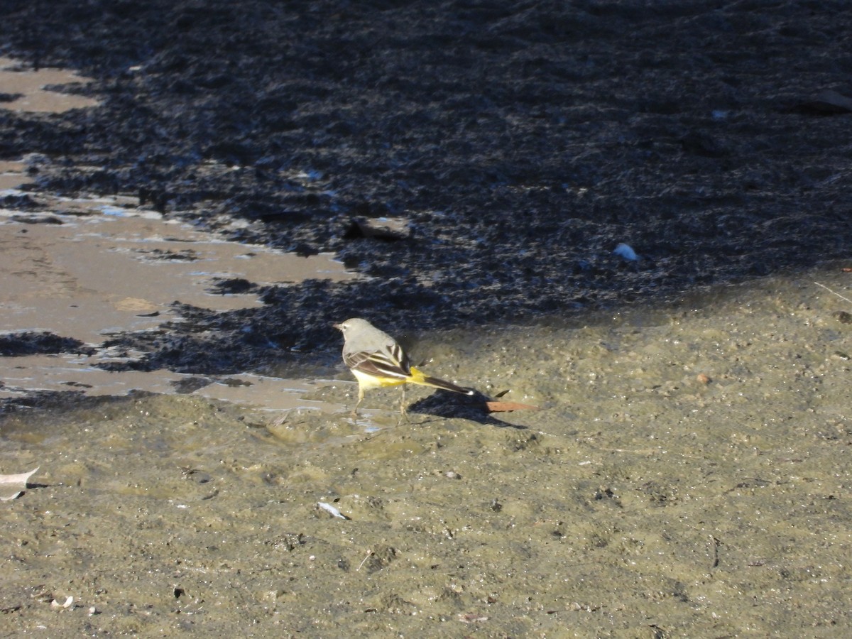 Gray Wagtail - ML627999092