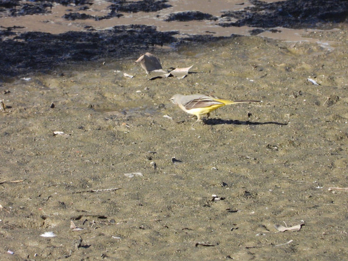 Gray Wagtail - ML627999093