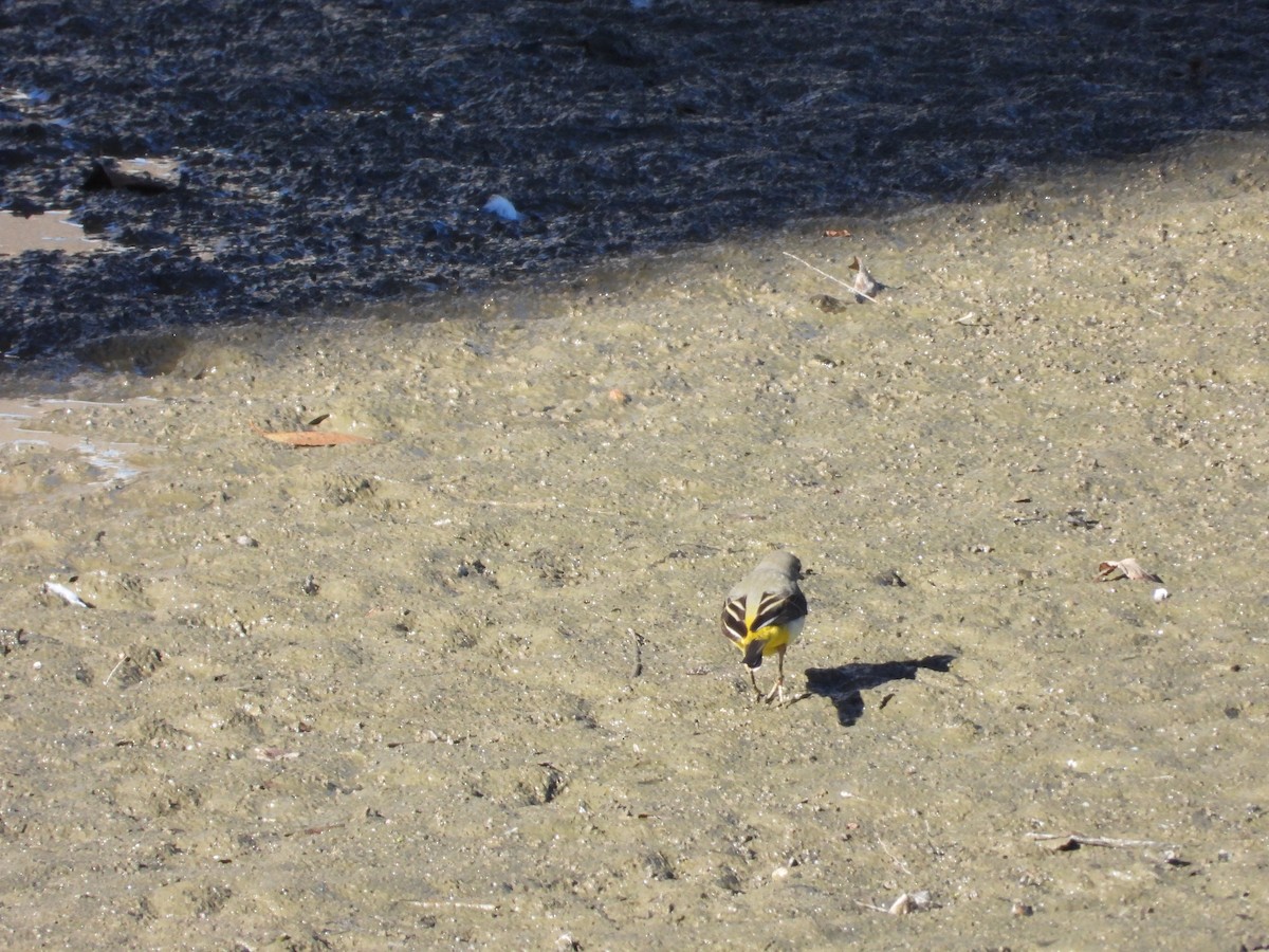 Gray Wagtail - ML627999094