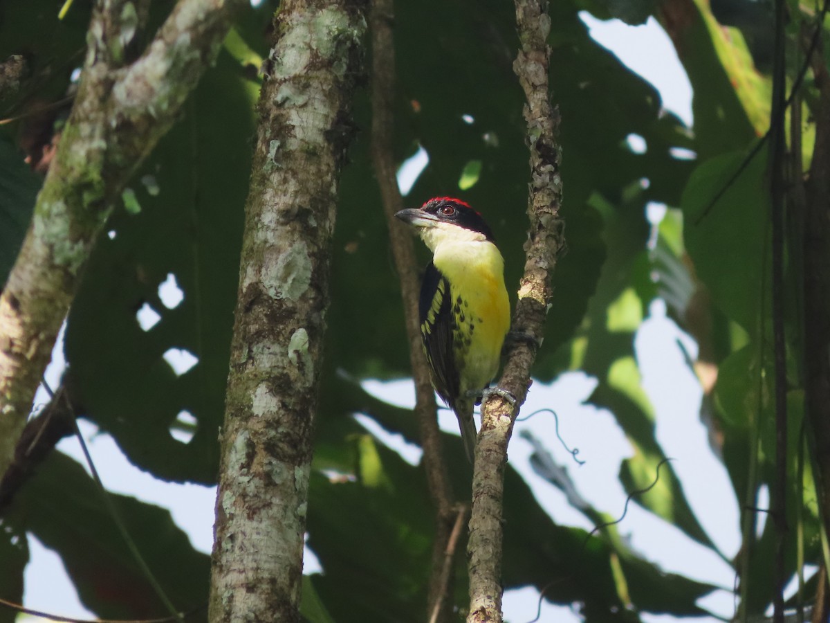 Five-colored Barbet - ML627999229