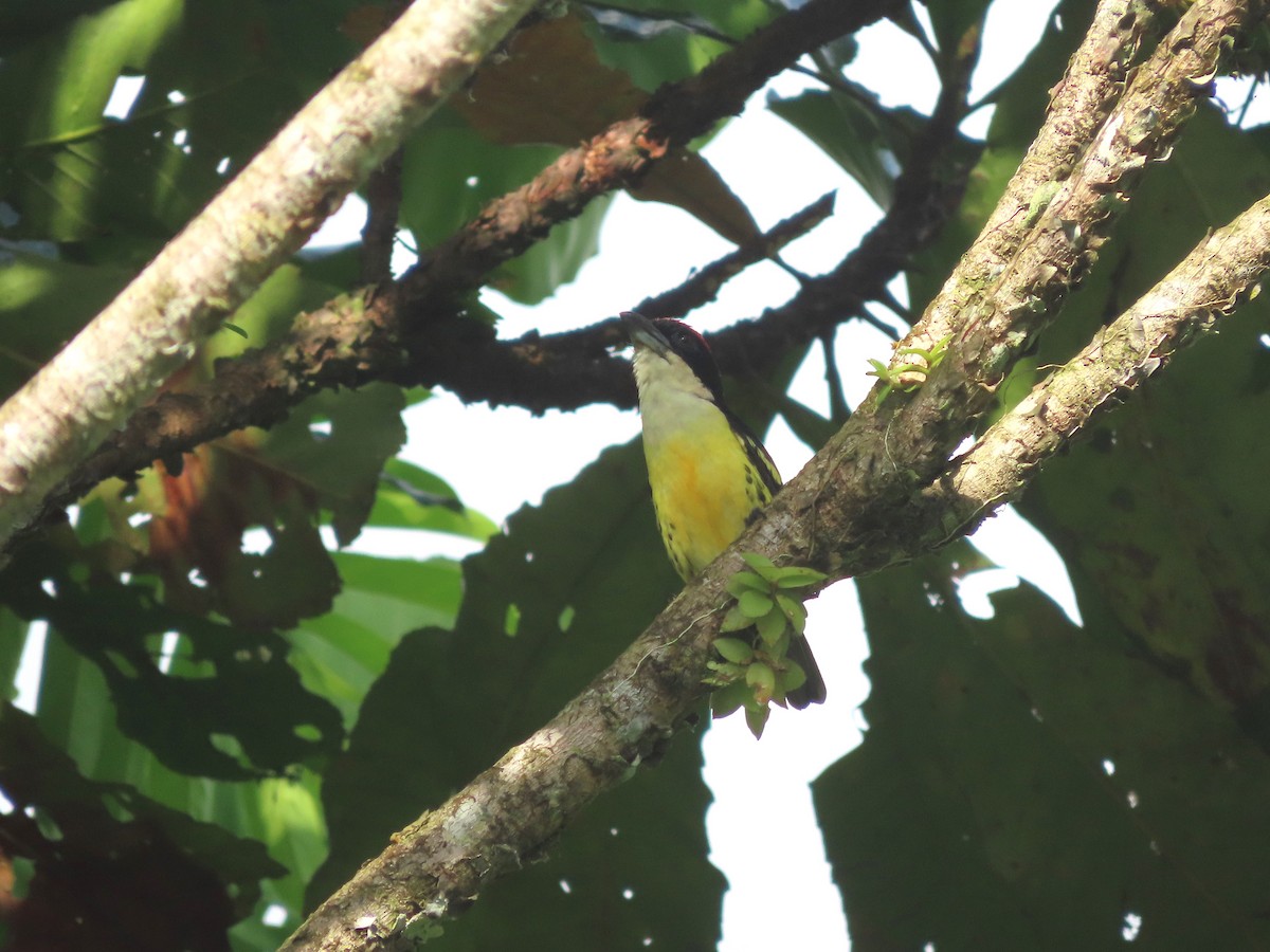 Five-colored Barbet - ML627999230