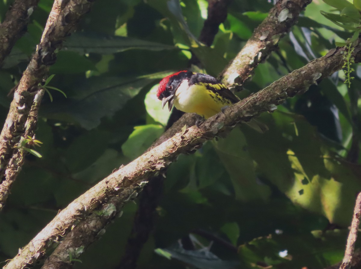 Five-colored Barbet - ML627999231