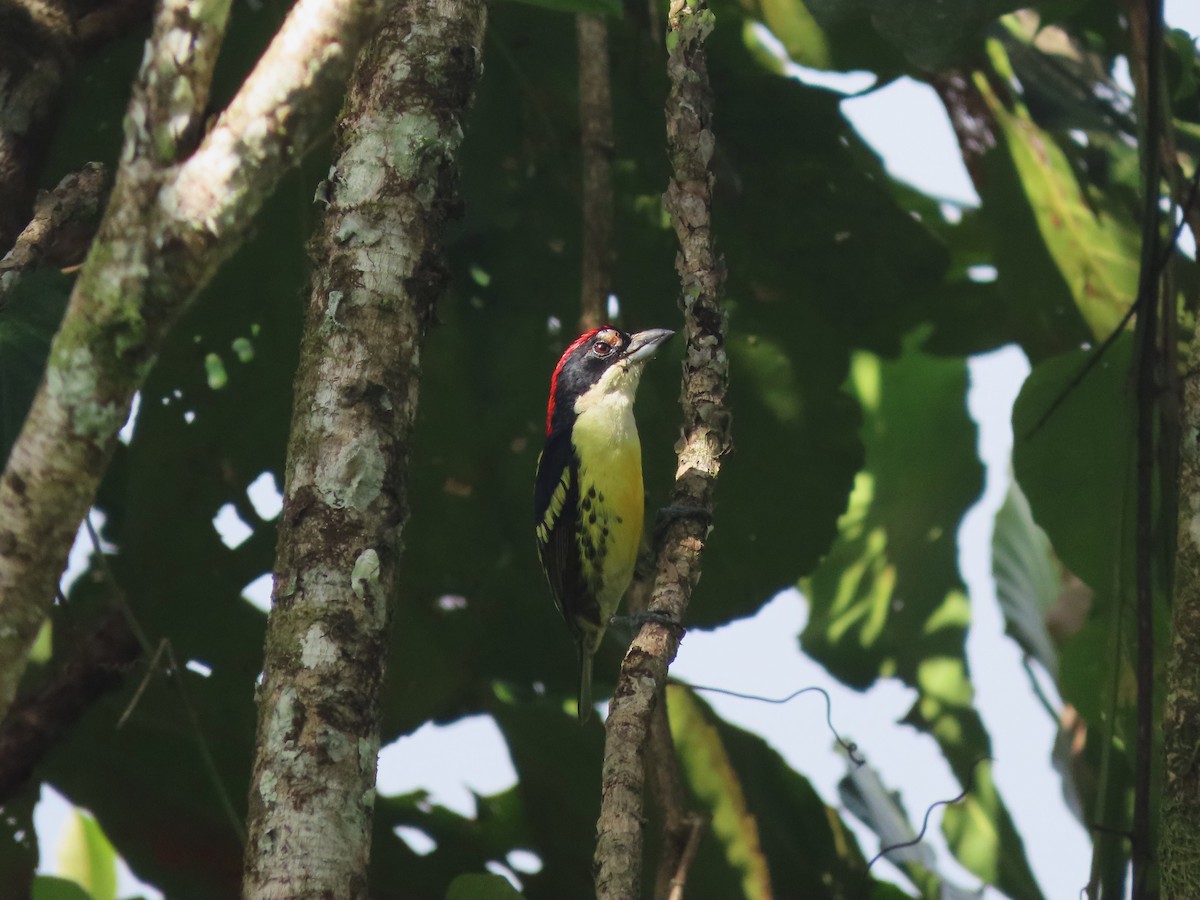 Five-colored Barbet - ML627999232