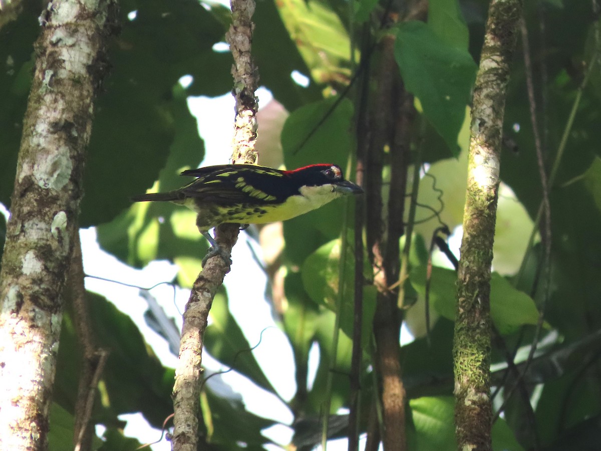 Five-colored Barbet - ML627999233