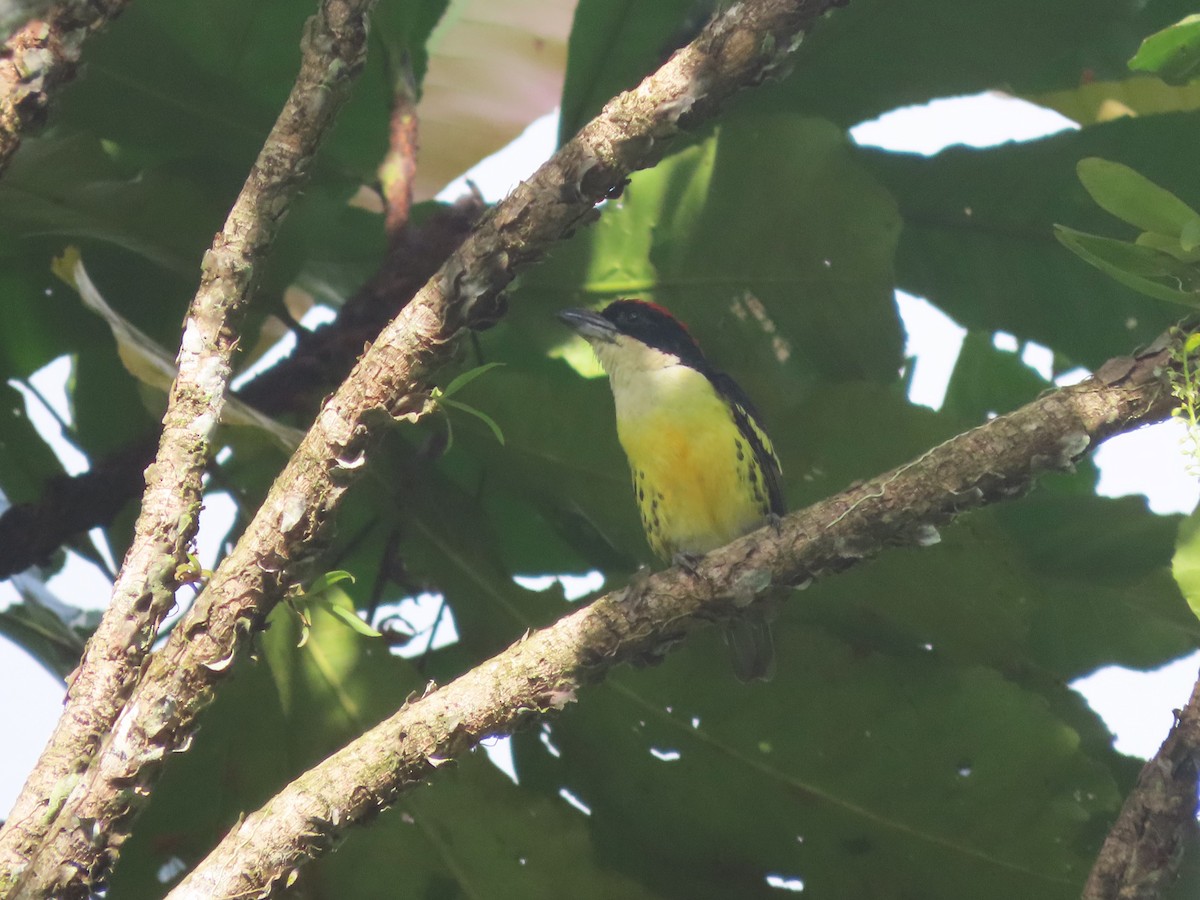 Five-colored Barbet - ML627999234