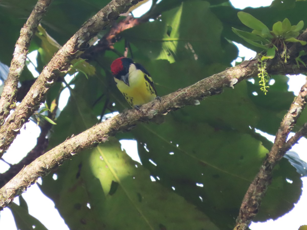 Five-colored Barbet - ML627999235