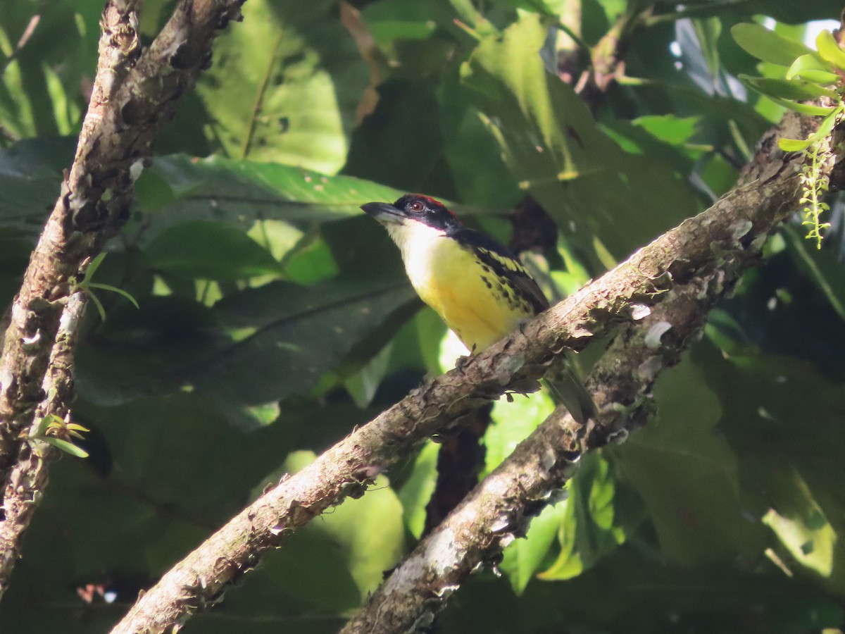 Five-colored Barbet - ML627999236