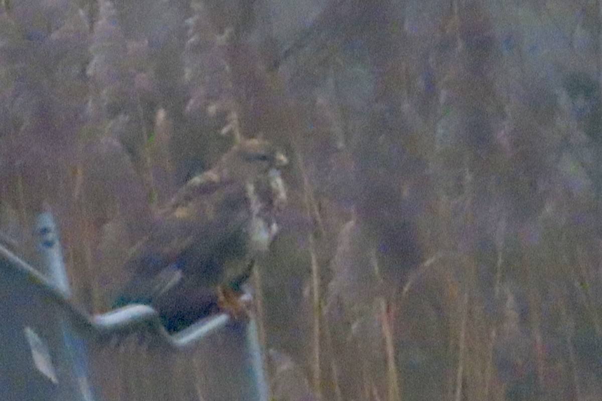 Common Buzzard - ML627999314