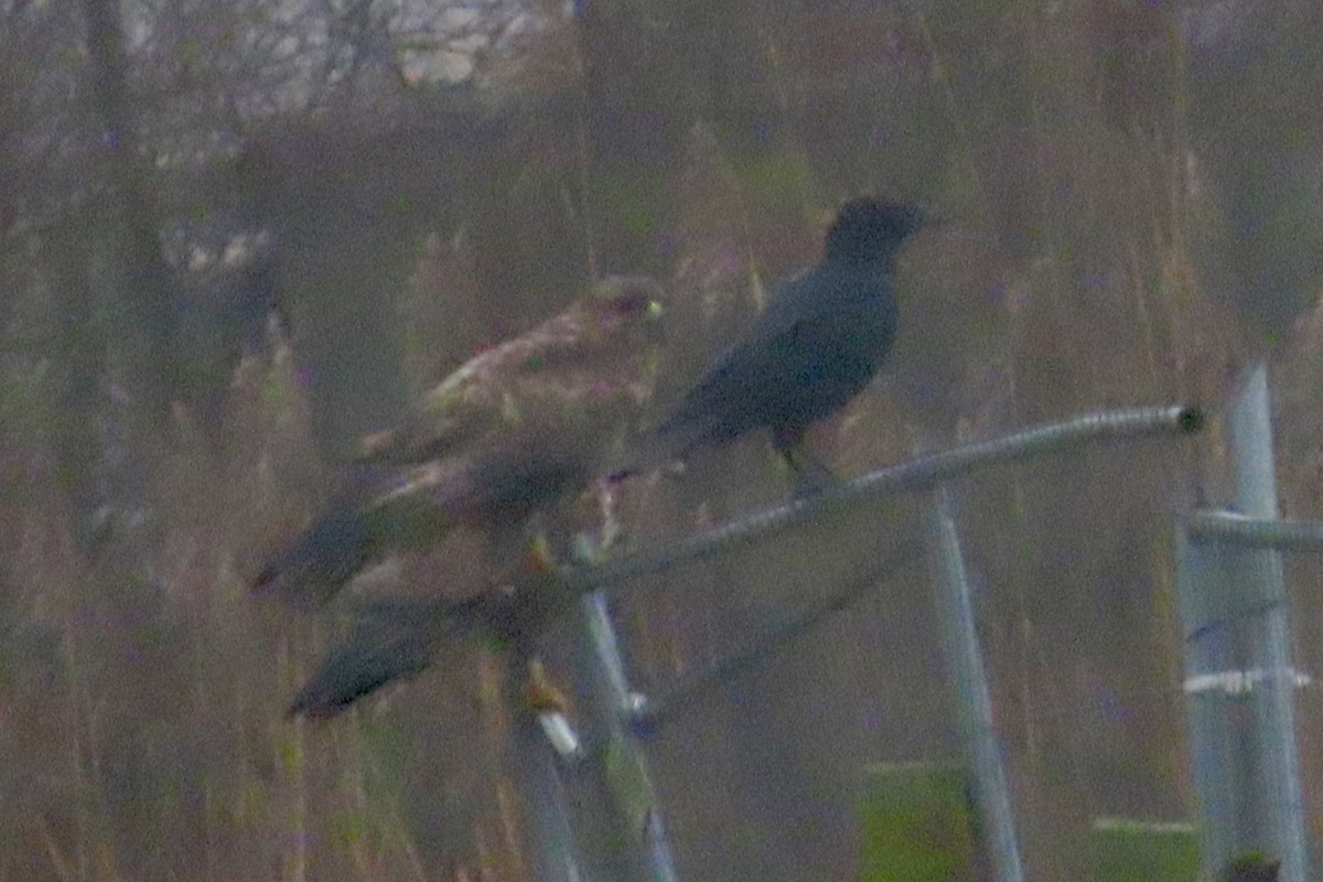 Common Buzzard - ML627999315