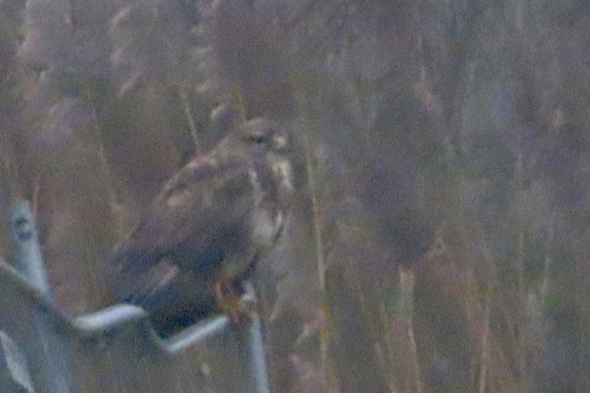 Common Buzzard - ML627999317