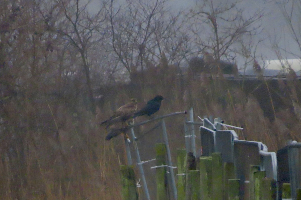 Common Buzzard - ML627999318