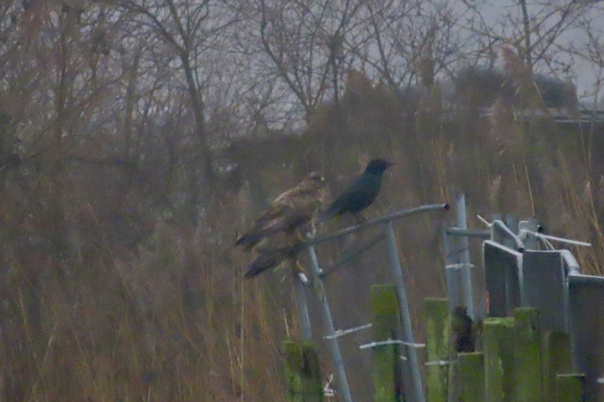 Common Buzzard - ML627999319