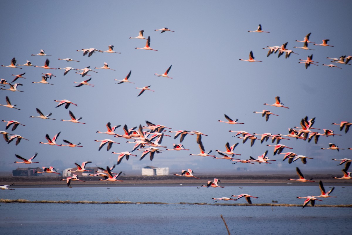 Lesser Flamingo - ML627999325