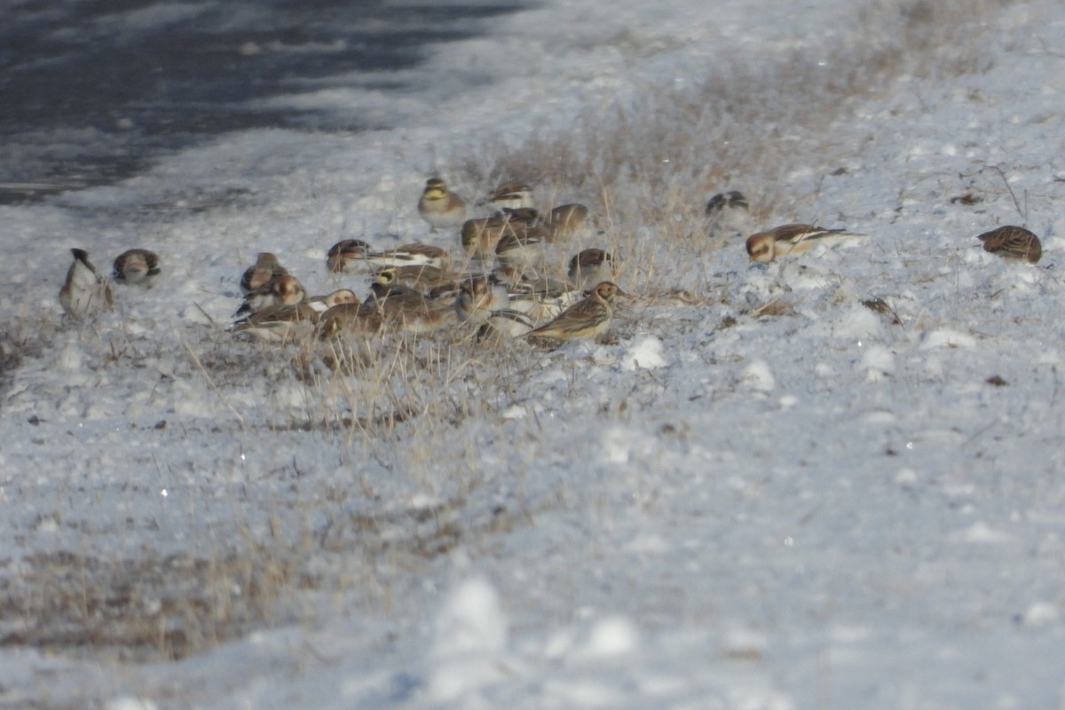 Lapland Longspur - ML627999360