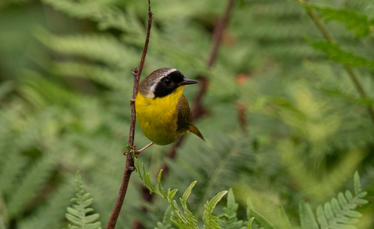 Common Yellowthroat - ML627999397