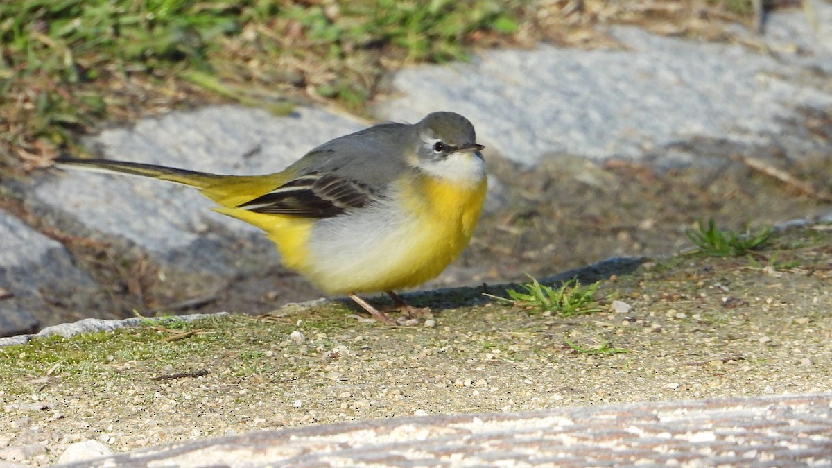 Gray Wagtail - ML627999429