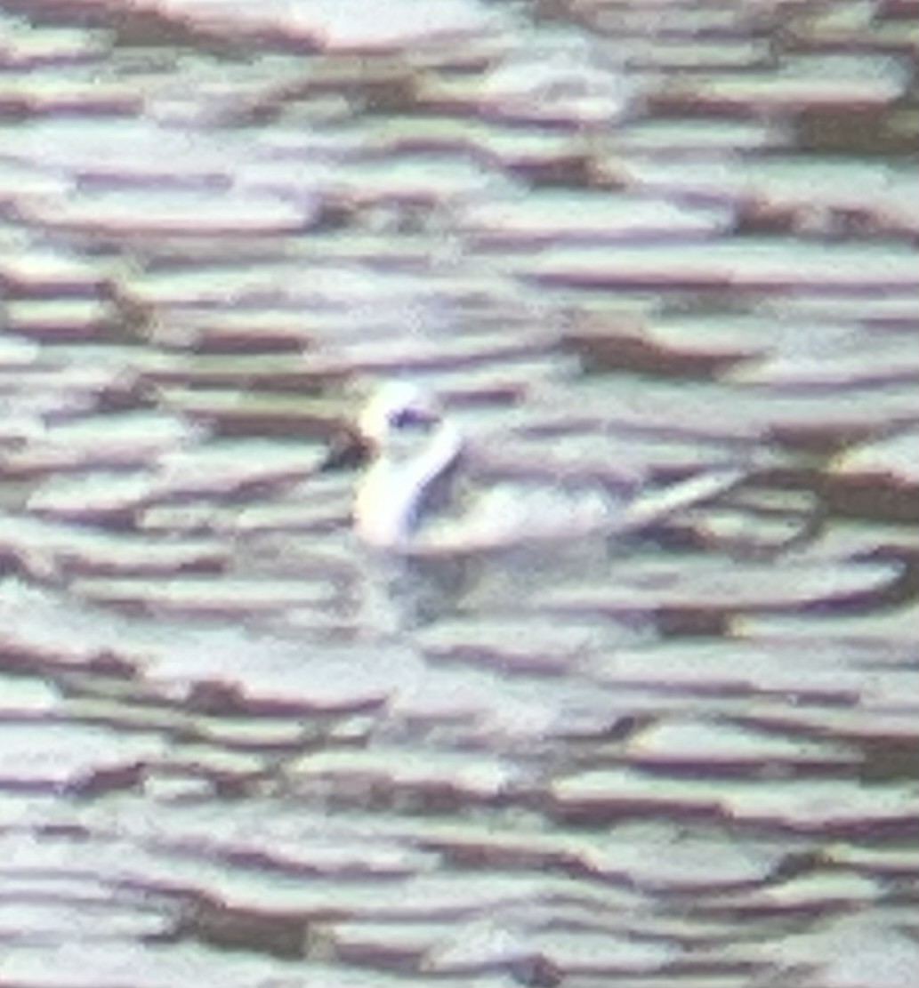 lyskonoh ploskozobý - ML627999475