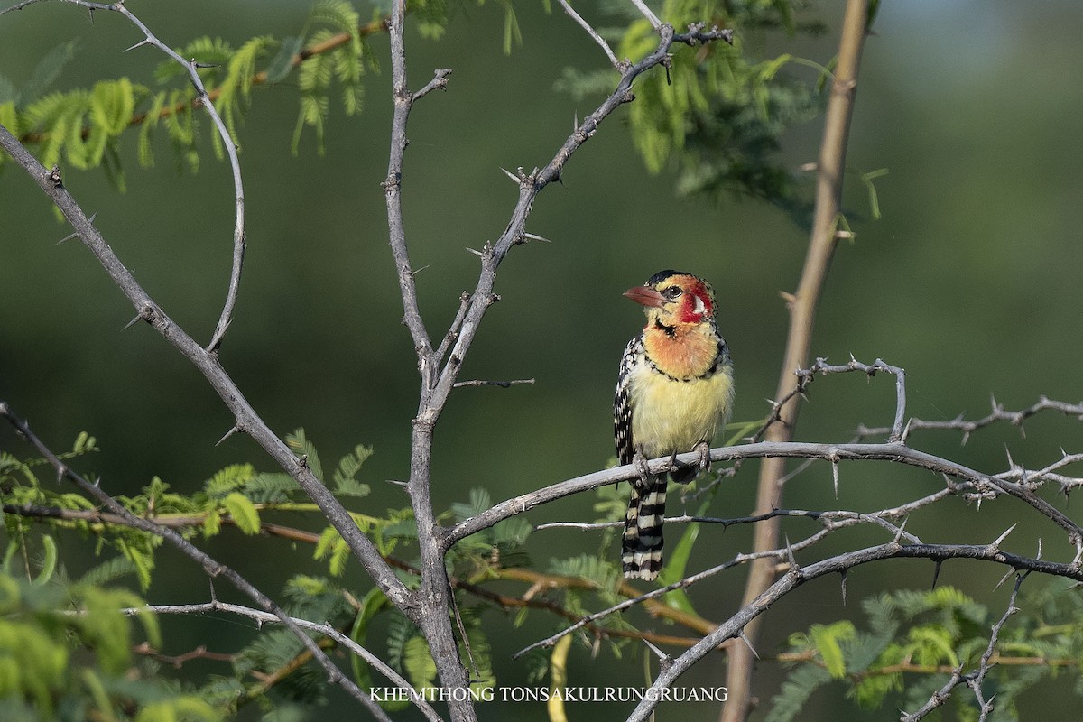 Red-and-yellow Barbet - ML627999513