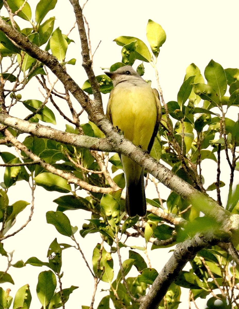 Western Kingbird - ML627999536