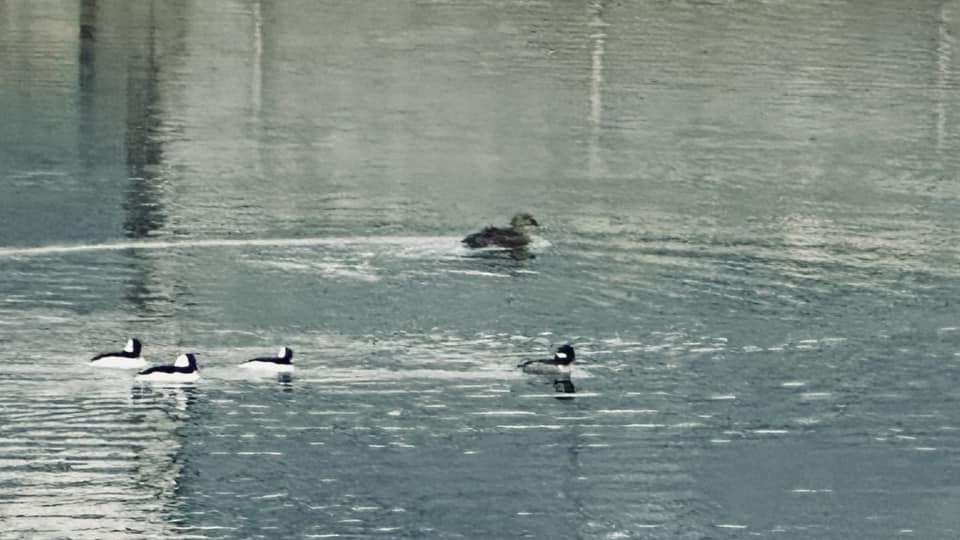 King Eider - ML627999602