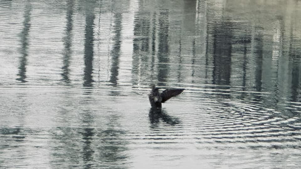 King Eider - ML627999603