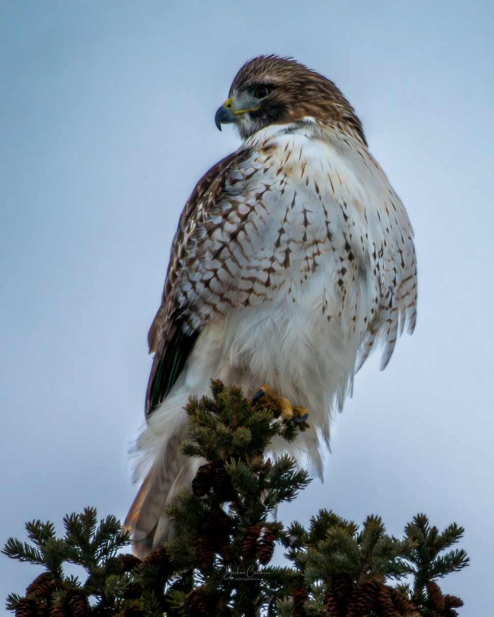 Red-tailed Hawk - ML627999613
