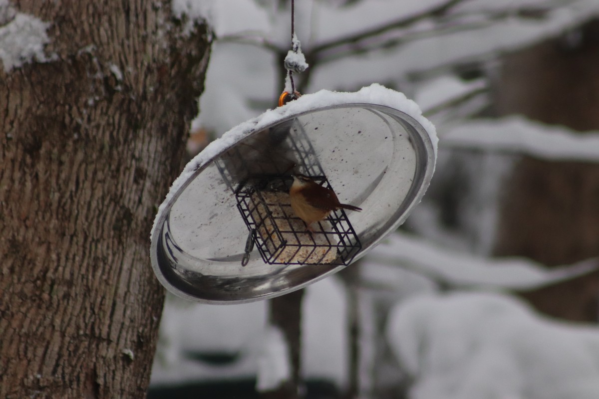 Carolina Wren - ML627999631