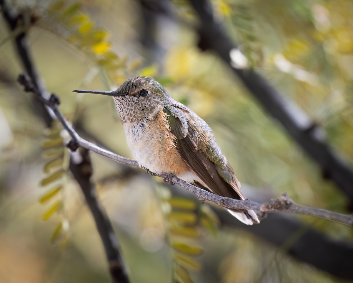 Broad-tailed Hummingbird - ML627999636