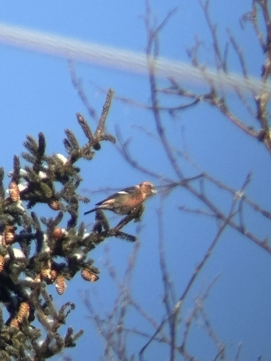 White-winged Crossbill - ML627999651