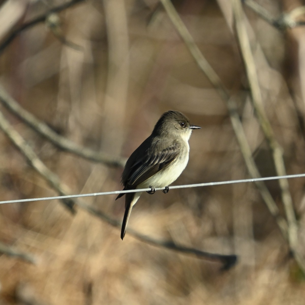 Eastern Phoebe - ML627999654