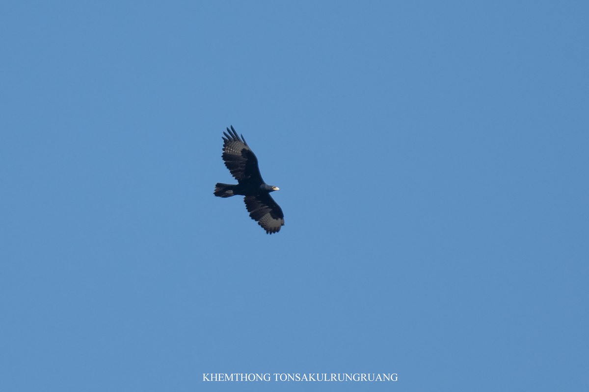 Verreaux's Eagle - ML627999698