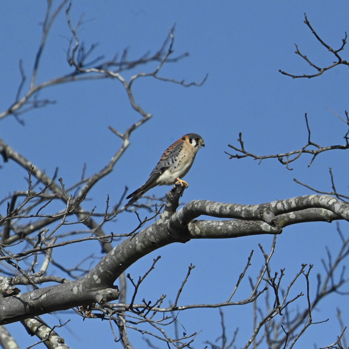 American Kestrel - ML627999732